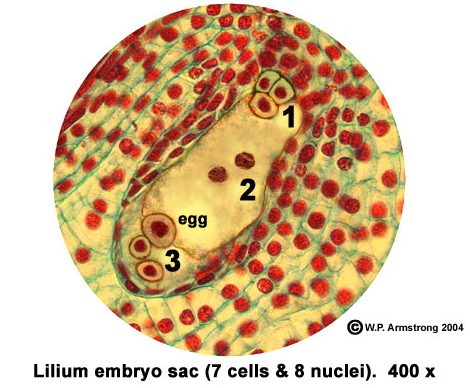 胚乳細胞