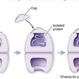 細胞内のタンパク質-シャペロン-