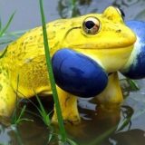 超奇抜な配色のカエル「インドウシガエル」が目立ち過ぎる！！