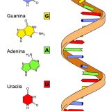 真核生物のタンパク質の合成－転写・スプライシング・翻訳－