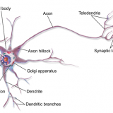 動物の神経組織－神経細胞（ニューロン）・グリア細胞－