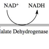 酸化還元酵素の種類