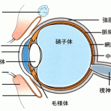 目の構造－角膜・虹彩・水晶体・チン小帯・ガラス体・網膜・脈絡膜・強膜・視神経－