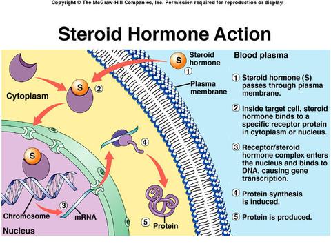 Peptide and steroid hormone difference