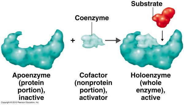 補助因子(補因子)とは? バイオハックch