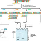 DNAの塩基配列の解析