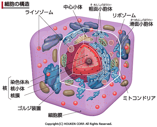 細胞の構造 自宅で学ぶ高校生物 生物基礎・生物