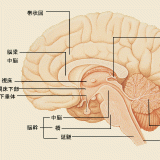 中枢神経系