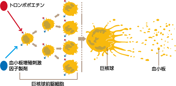 血小板のできかた動画 バイオハックch