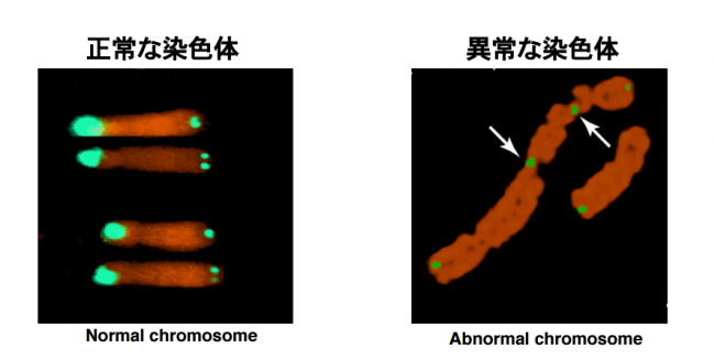 染色体数は生物の複雑さに単純に影響しない－染色体数が多い・少ない生物－ バイオハックch