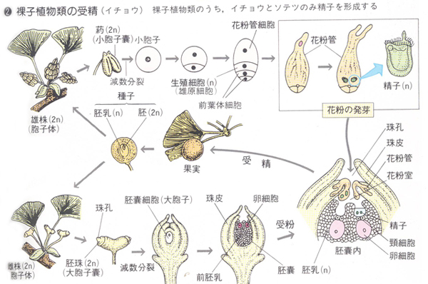 生物語句 胚乳 バイオハックch