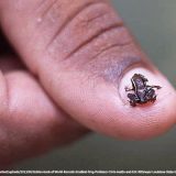 世界最小の脊椎動物「Paedophryne amauensis（カエル）」