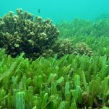 紅藻類、緑藻類、褐藻類、ケイ藻類、シアノバクテリア（藍藻類）の違い