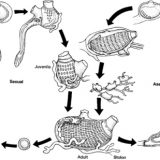 原索動物の構造と生態－ホヤ・ナメクジウオ－