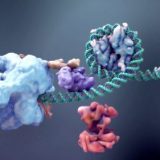 【マニアック】遺伝子改変技術「CRISPR-Cas9」がとっても有能そうな匂いがする！