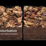 土壌生物あるなしで枯葉の分解速度がどれくらい違うのかを比較実験してみた