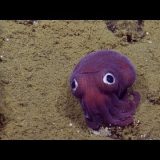 900m海底で見つかったおもちゃのような顔をした謎の生物（タコではなくイカ）！！