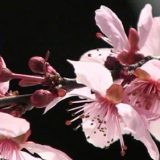 春になりました。サクラの開花（花弁の細胞の急激な成長）のタイムラプス映像