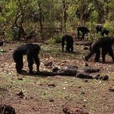 【閲覧注意】年老いたリーダーのチンパンジーが同グループ内の若者に殺される。チンパンジーの同種殺しは激しすぎる
