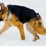 短脊椎症候群のため極端に胴が短いものの元気に走り回る犬の映像
