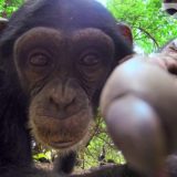 カメラを搭載したロボットカメでチンパンジーの群れの中に突入してみた