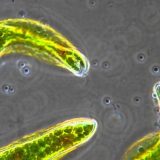 動物細胞？植物細胞？葉緑体を持ちながらも動くミドリムシの映像集