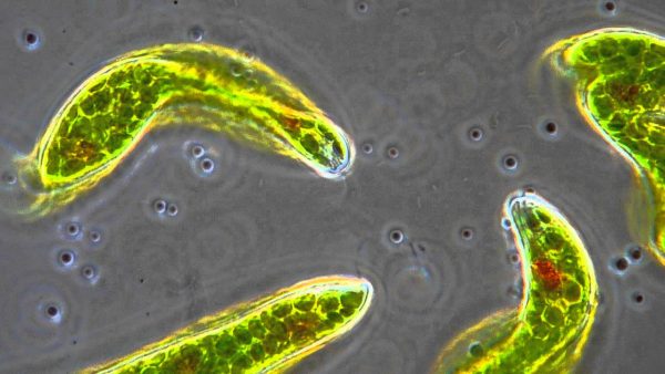 動物細胞？植物細胞？葉緑体を持ちながらも動くミドリムシの映像集 バイオハックch