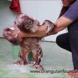 オラウータンの赤ちゃんの体を洗う映像がかわいすぎる