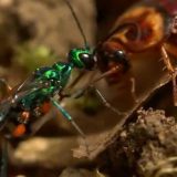 ゴキブリに毒を注射して動けない状態にした後に卵を産み付けるエメラルドゴキブリバチの生態を追った映像