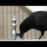 鳥とは思えない知能！カラスが水道の蛇口を自由に開けて水を飲んだり浴びたりする