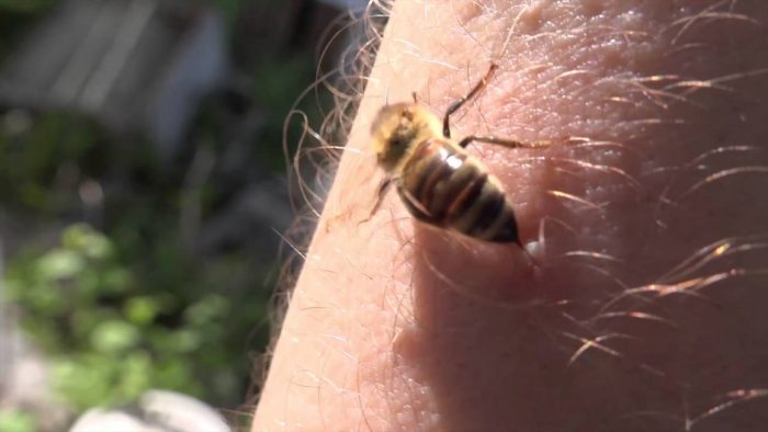 ミツバチは刺した後に死んでしまうのか どうなるか実験してみた バイオハックch