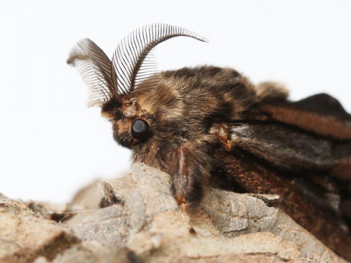 雑学 ミノムシ オオミノガ のメスは成虫になっても足も羽も生えず蓑から出ない バイオハックch