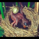 生まれたばかりのカッコーの赤ちゃんが他の鳥の卵を巣から必死に落とす映像