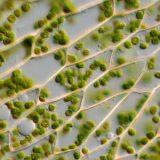 細菌・古細菌・植物・菌類の細胞壁の成分の違いまとめ