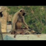 【閲覧注意】新しいサルのリーダーが群れの中の赤ちゃん猿を殺す【同種殺し】