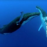 ザトウクジラのつがいが歌いながら海中を優雅に踊る姿が神秘的すぎる