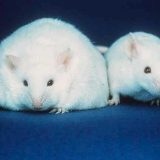 マウスの併体結合実験‐レプチン遺伝子‐