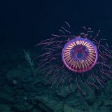 深海を探索していたらまるで機械のようなクラゲが見つかる