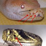 ヘビは赤外線をどうやって見ることができるのか？ピット器官の謎