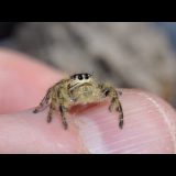 クモが見事なジャンプでハエを捕食する映像
