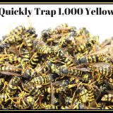 超簡単な罠でアシナガバチを大量に死滅させる映像