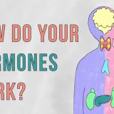 ホルモンとフェロモンの違いとは？