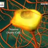 神経細胞の活動電位の伝導の速さはどれくらい？