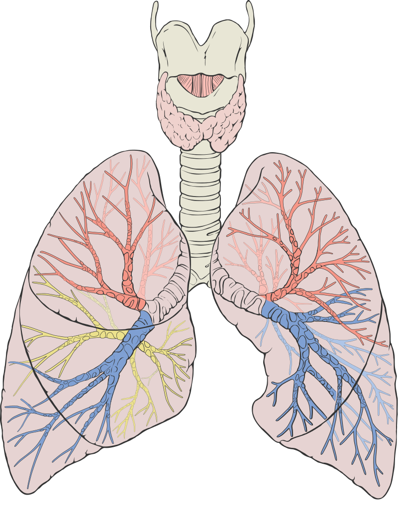 位置 肺 の