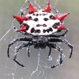【変なクモ】超特殊な進化を遂げた面白いクモをまとめてみた！【保存版】