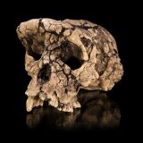 最古の人類「サヘラントロプス」とは？