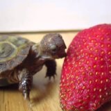 【動画】イチゴにかぶりつこうとするも全然食べられない小亀