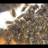 【動画】巣穴近くに掃除機をセットしてハチを吸いまくってみた