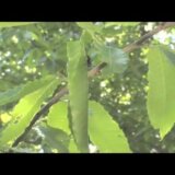 【動画】きれいに葉をたたんで赤ちゃんの家を作るナミオトシブミ