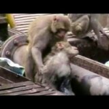 【動画】インドの駅で感電したサルを仲間のサルが救出する
